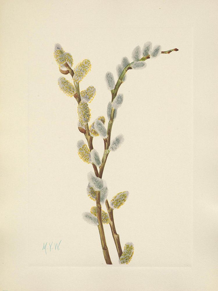 North American Wild Flowers 1925 - Pussy Willow art print by Mary Walcott for $57.95 CAD