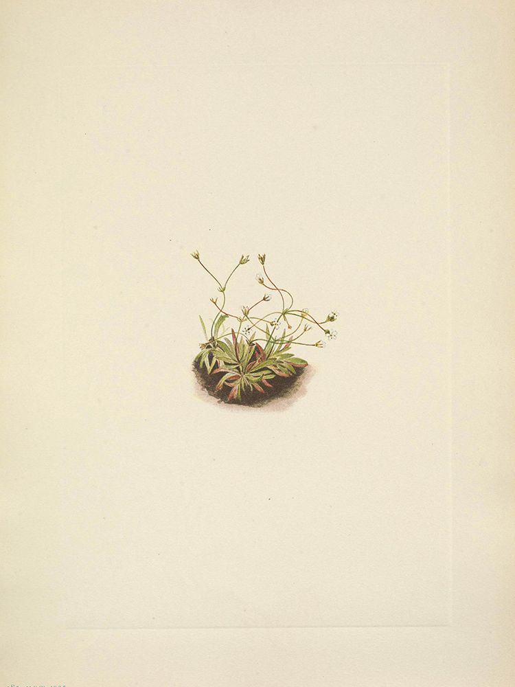 North American Wild Flowers 1925 - Pygmy Androsace art print by Mary Walcott for $57.95 CAD