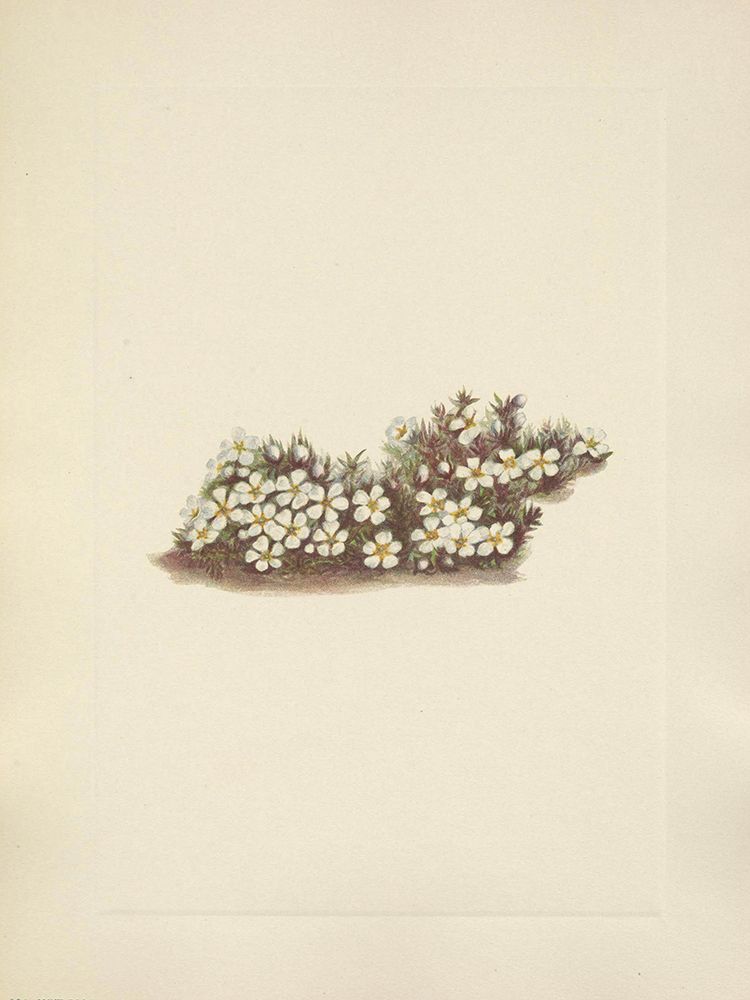 North American Wild Flowers 1925 - Pyxie art print by Mary Walcott for $57.95 CAD