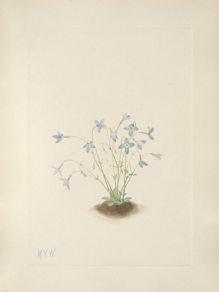 North American Wild Flowers 1925 - Quakerladies art print by Mary Walcott for $57.95 CAD