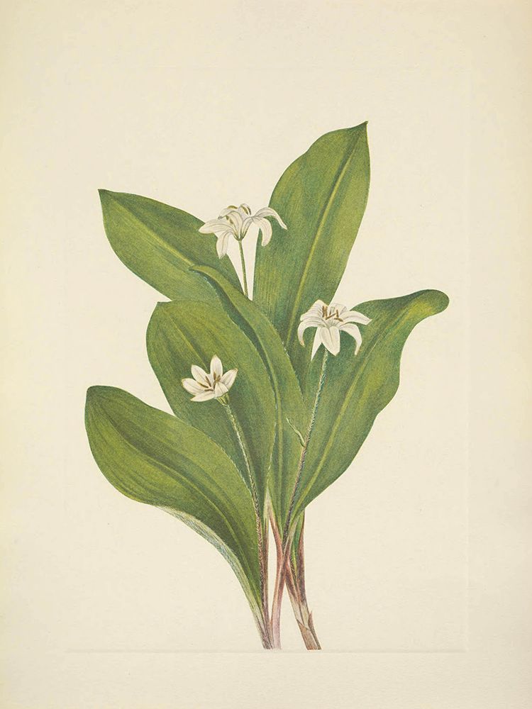 North American Wild Flowers 1925 - Queencup flower art print by Mary Walcott for $57.95 CAD