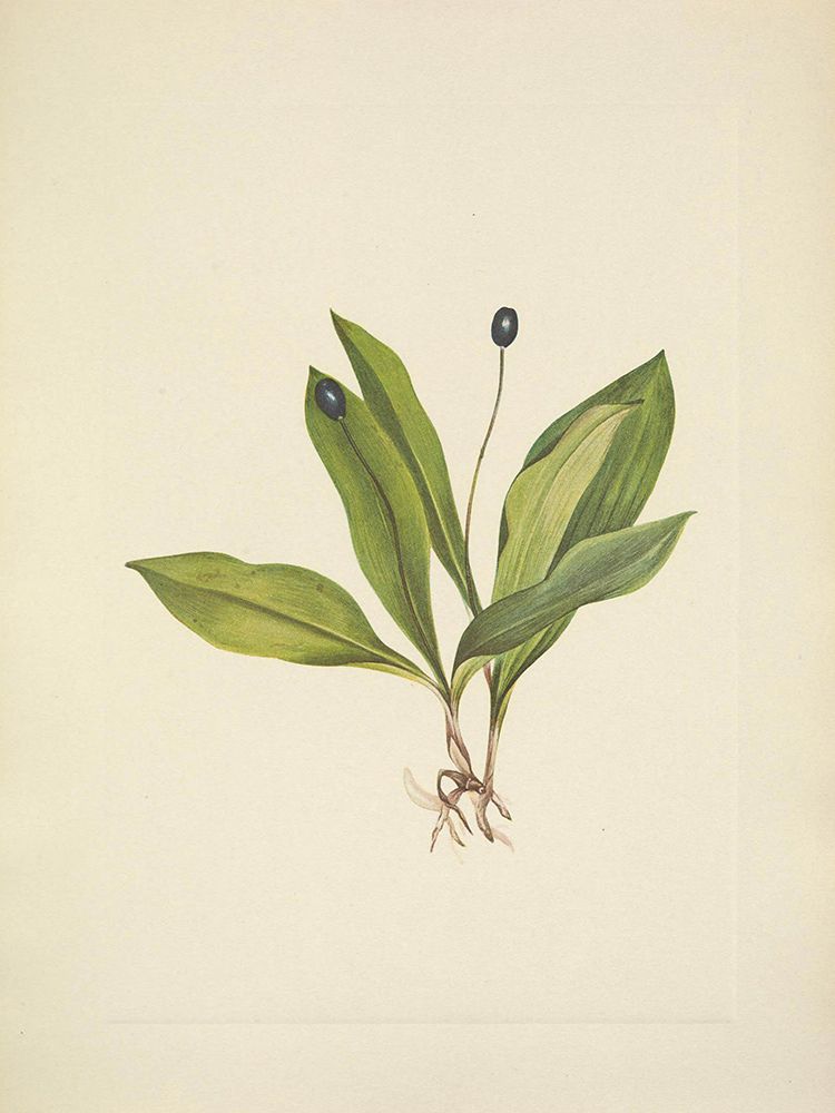 North American Wild Flowers 1925 - Queencup fruit art print by Mary Walcott for $57.95 CAD
