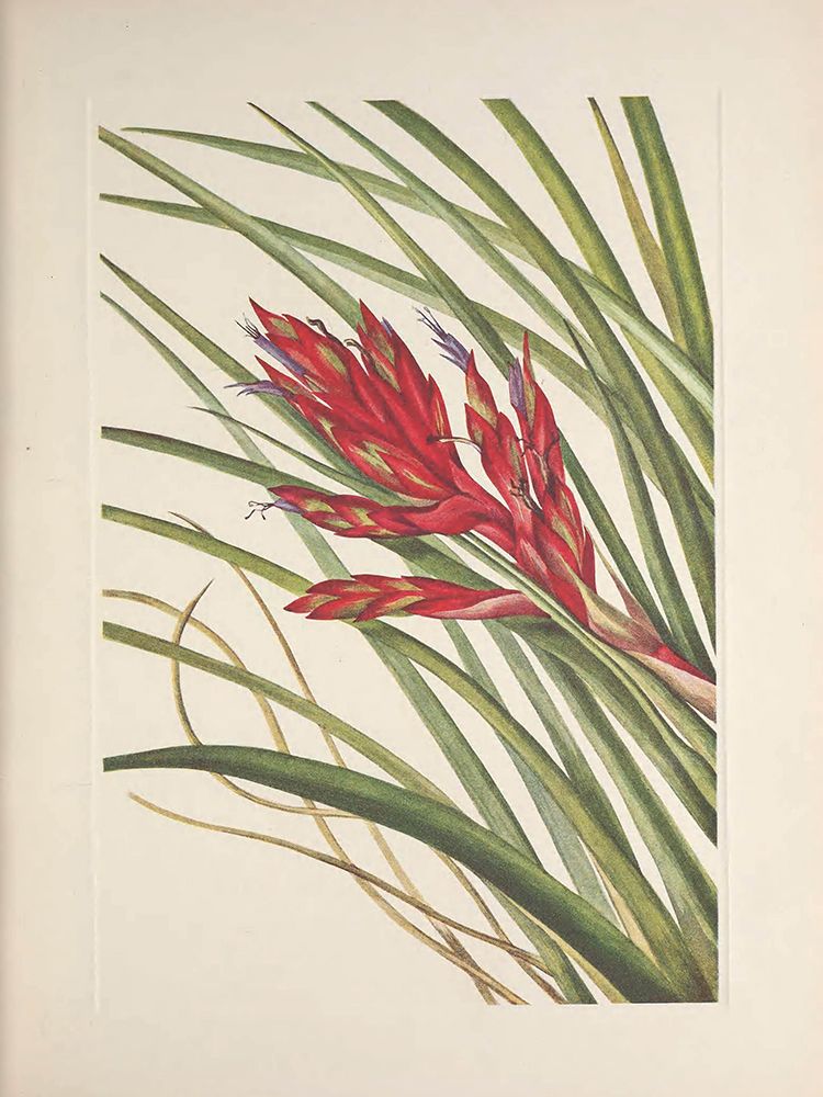 North American Wild Flowers 1925 - Quill-leaf Tillandsia art print by Mary Walcott for $57.95 CAD