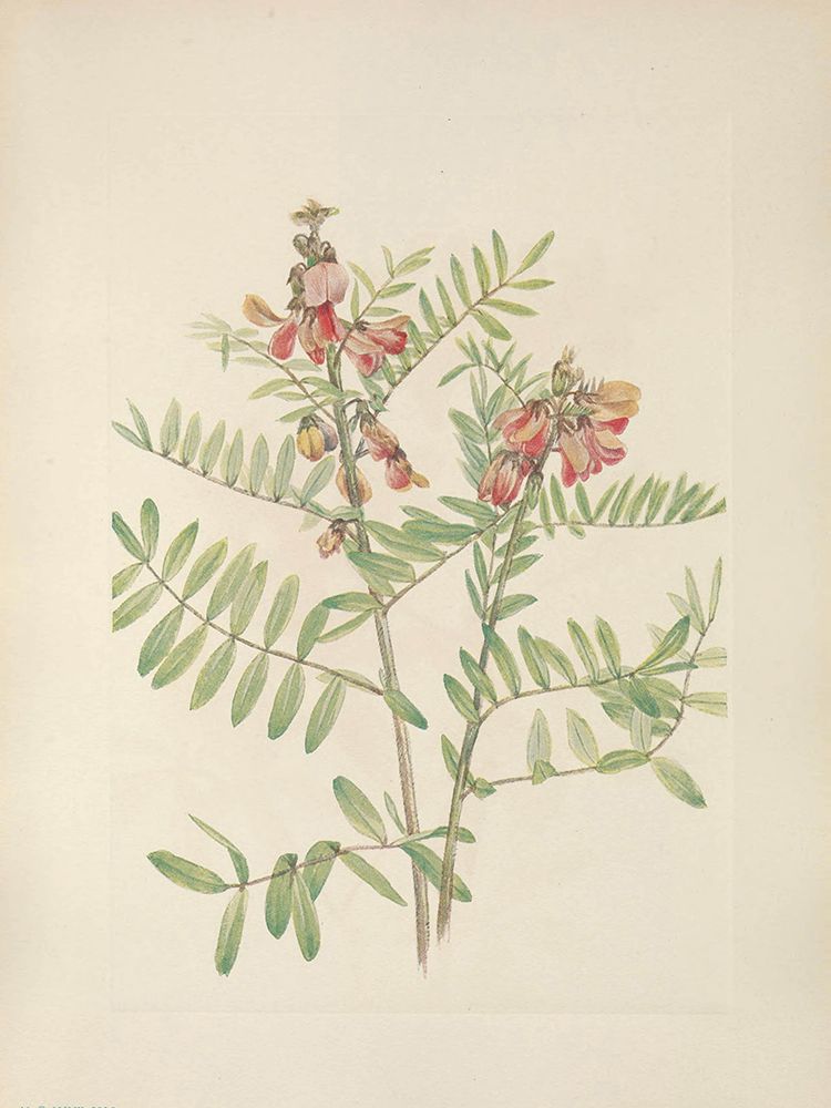 North American Wild Flowers 1925 - Rabbitbean art print by Mary Walcott for $57.95 CAD