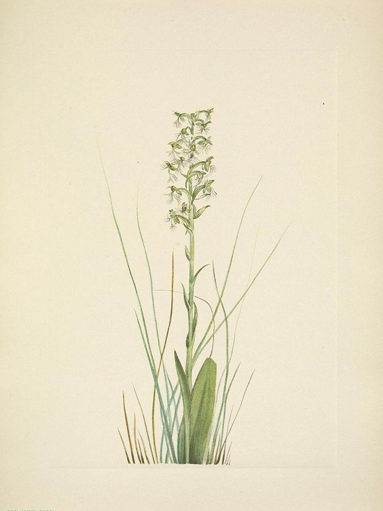 North American Wild Flowers 1925 - Ragged Fringe-orchid art print by Mary Walcott for $57.95 CAD