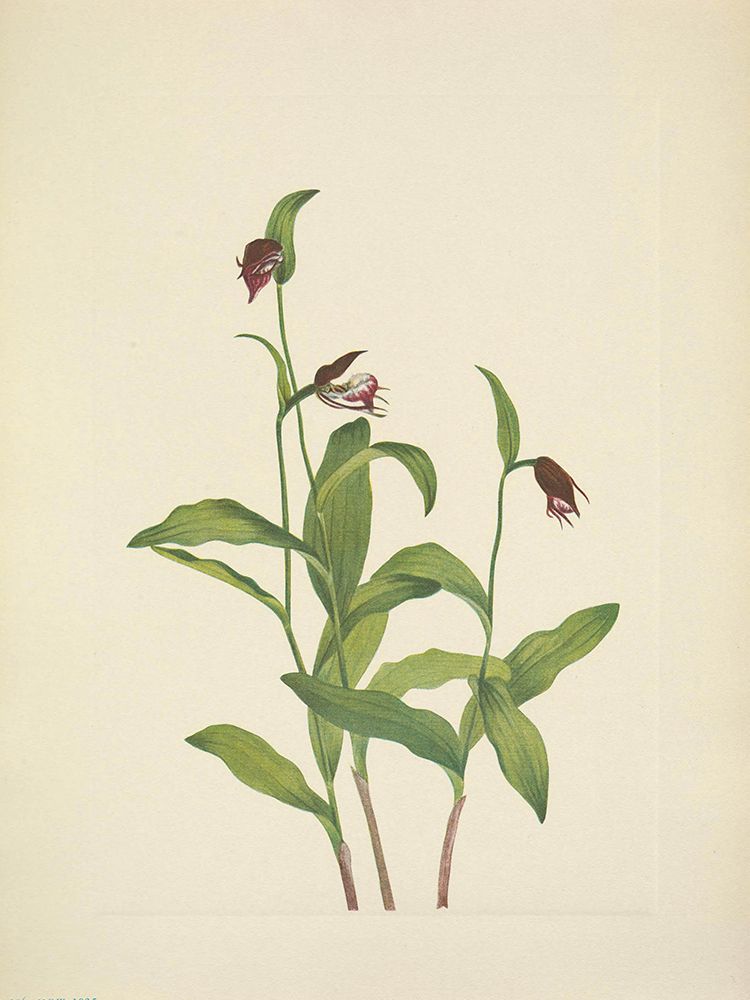 North American Wild Flowers 1925 - Ramshead Ladyslipper art print by Mary Walcott for $57.95 CAD