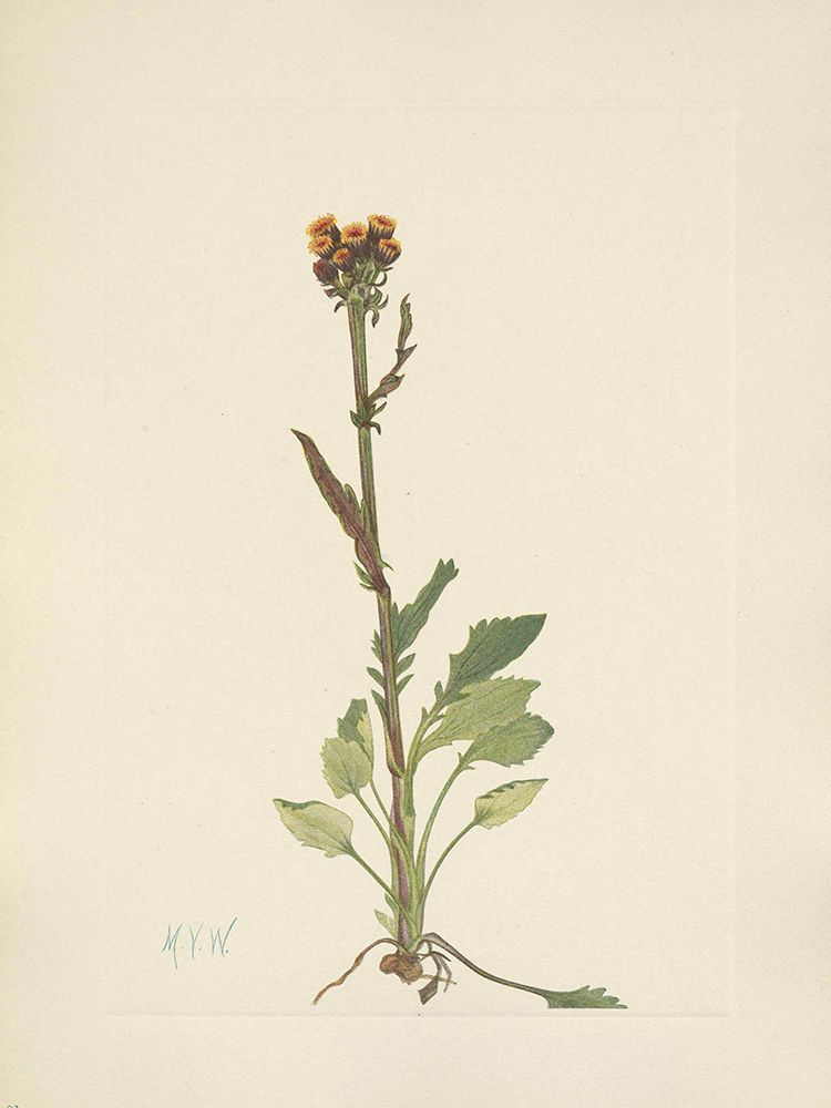 North American Wild Flowers 1925 - Rayless Groundsel art print by Mary Walcott for $57.95 CAD