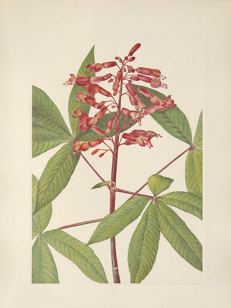 North American Wild Flowers 1925 - Red Buckeye art print by Mary Walcott for $57.95 CAD