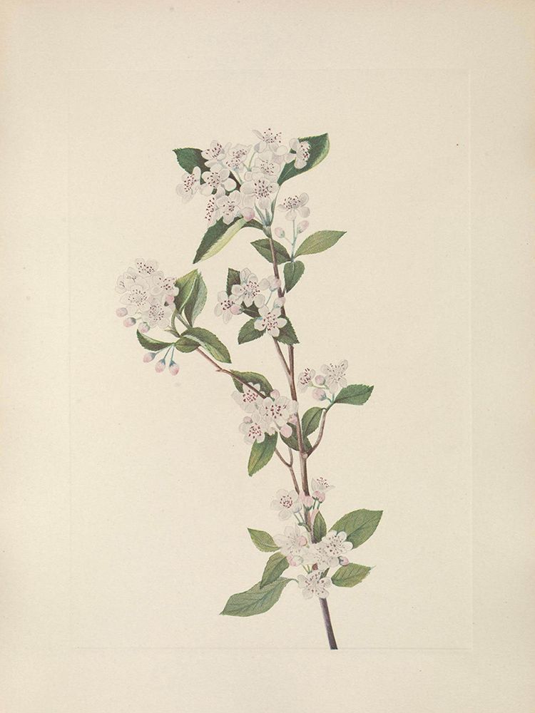 North American Wild Flowers 1925 - Red Chokeberry flower art print by Mary Walcott for $57.95 CAD