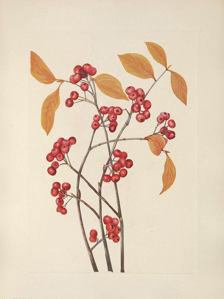 North American Wild Flowers 1925 - Red Chokeberry fruit art print by Mary Walcott for $57.95 CAD