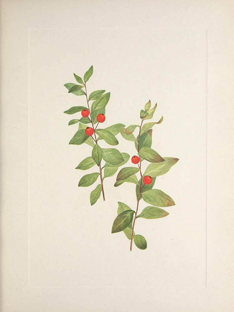 North American Wild Flowers 1925 - Red Comandra art print by Mary Walcott for $57.95 CAD