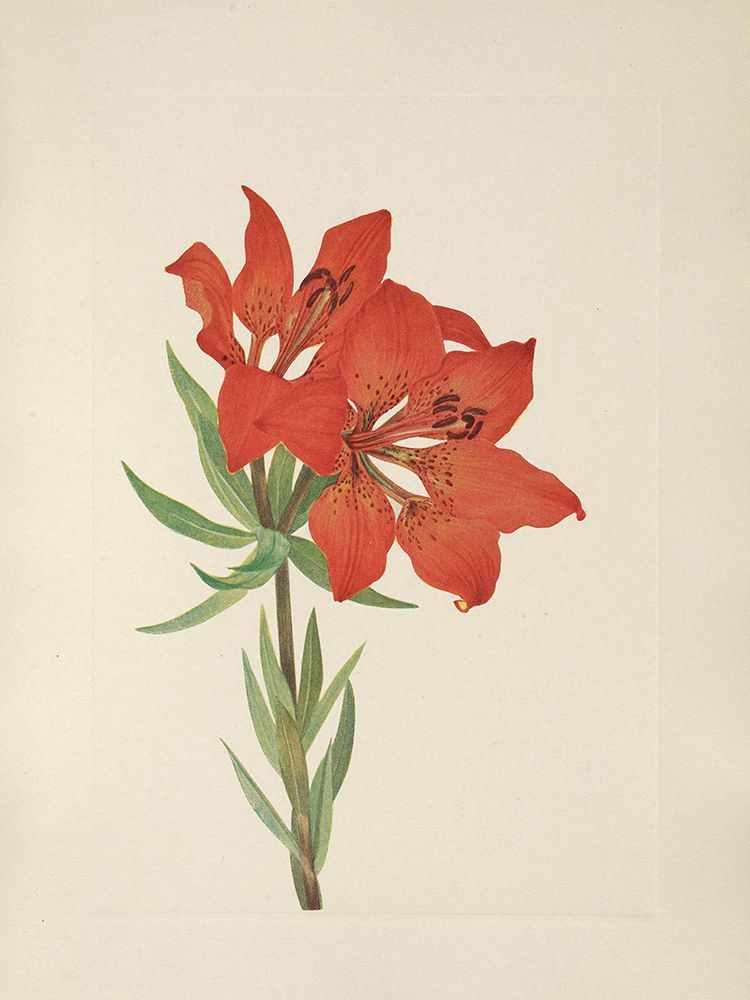North American Wild Flowers 1925 - Red Lily art print by Mary Walcott for $57.95 CAD