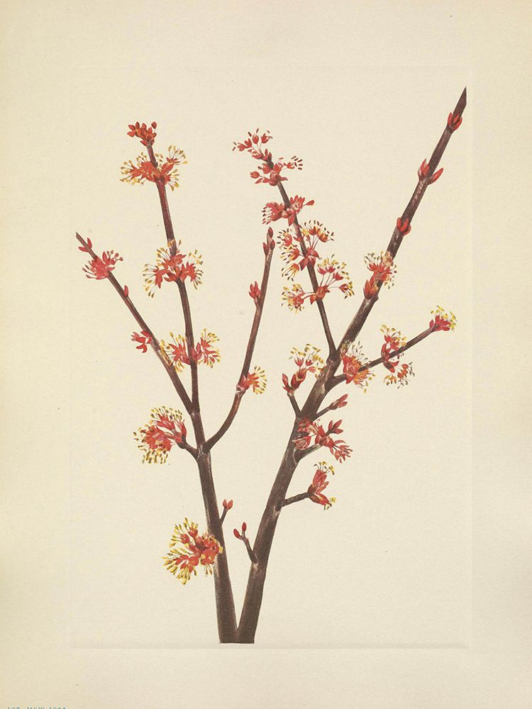 North American Wild Flowers 1925 - Red Maple art print by Mary Walcott for $57.95 CAD