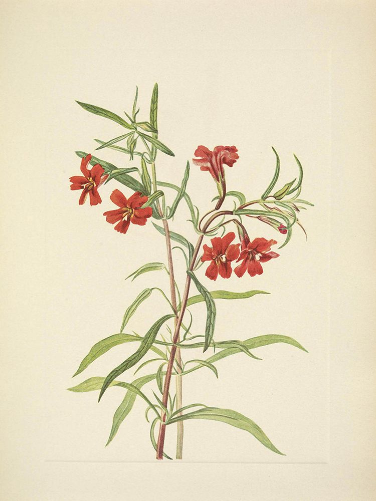 North American Wild Flowers 1925 - Red Monkeyflower art print by Mary Walcott for $57.95 CAD