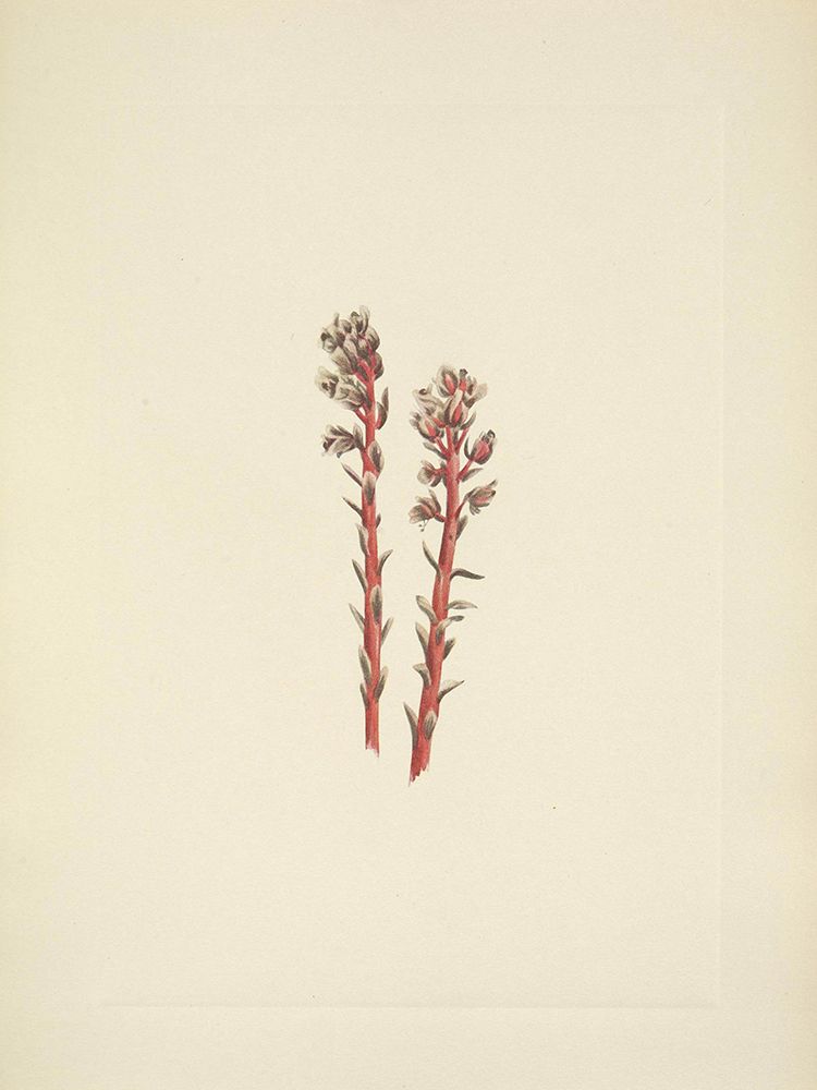 North American Wild Flowers 1925 - Red Pinesap art print by Mary Walcott for $57.95 CAD