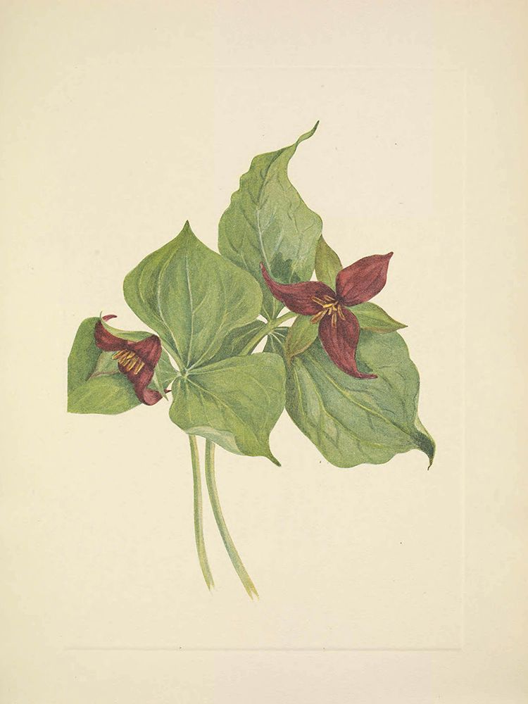 North American Wild Flowers 1925 - Red Trillium art print by Mary Walcott for $57.95 CAD