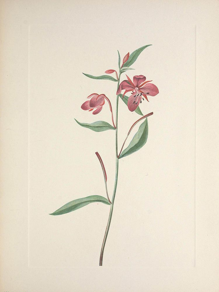 North American Wild Flowers 1925 - Red Willowweed art print by Mary Walcott for $57.95 CAD