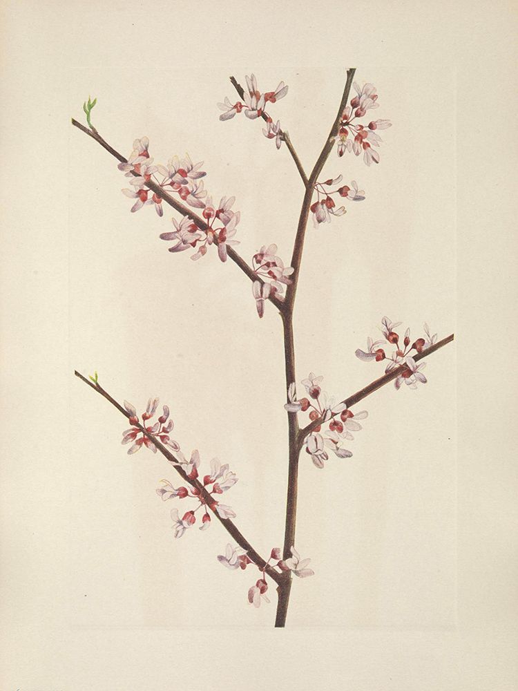 North American Wild Flowers 1925 - Redbud art print by Mary Walcott for $57.95 CAD