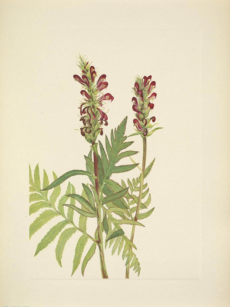 North American Wild Flowers 1925 - Red-helmet art print by Mary Walcott for $57.95 CAD