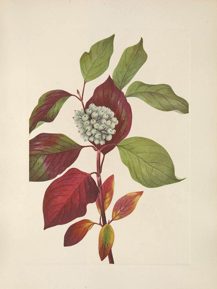 North American Wild Flowers 1925 - Red-osier Dogwood art print by Mary Walcott for $57.95 CAD