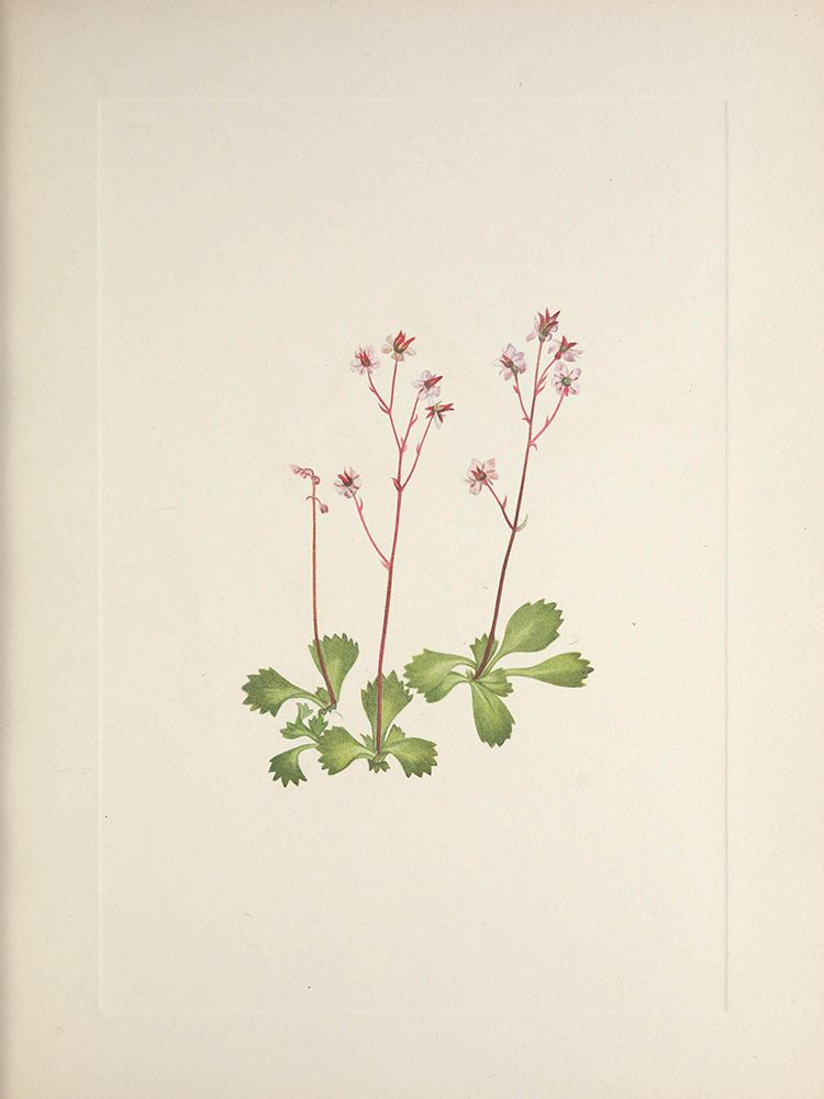 North American Wild Flowers 1925 - Redstem Saxifrage art print by Mary Walcott for $57.95 CAD