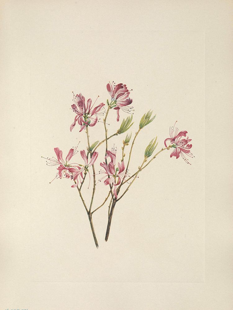 North American Wild Flowers 1925 - Rhodora art print by Mary Walcott for $57.95 CAD