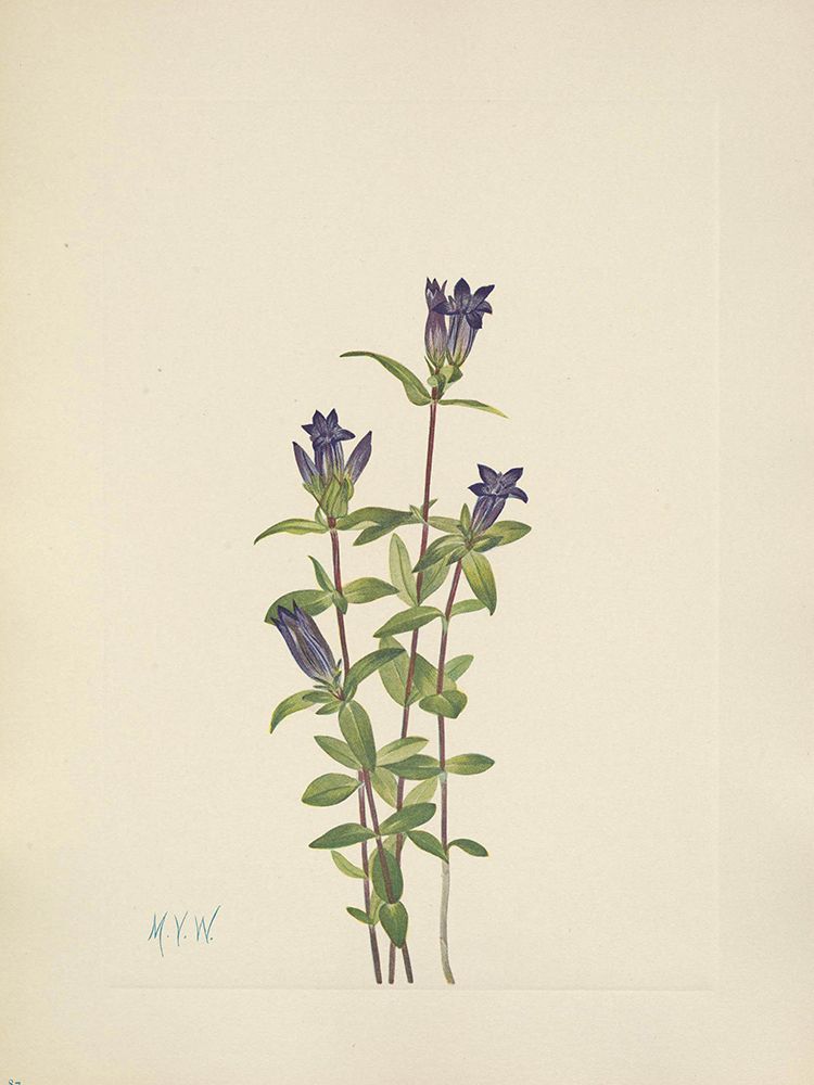 North American Wild Flowers 1925 - Riverbank Gentian art print by Mary Walcott for $57.95 CAD
