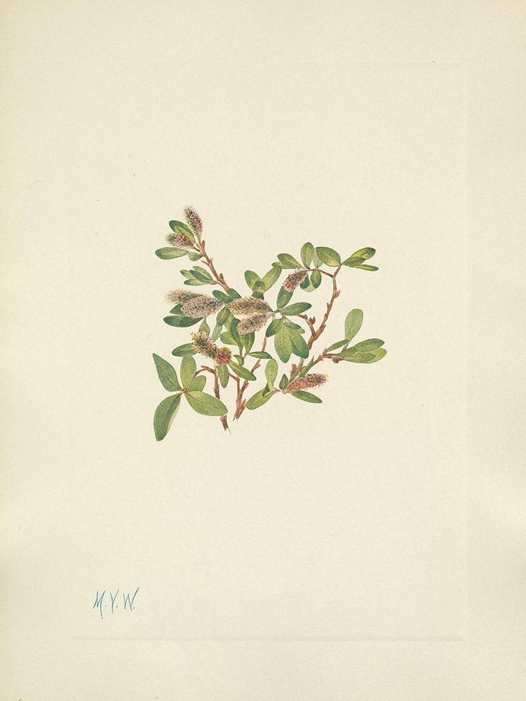 North American Wild Flowers 1925 - Rock Willow art print by Mary Walcott for $57.95 CAD