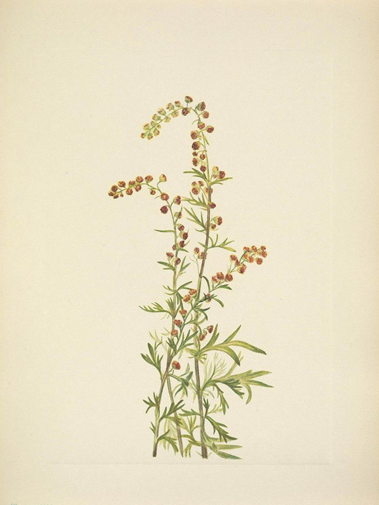 North American Wild Flowers 1925 - Rock Wormwood art print by Mary Walcott for $57.95 CAD