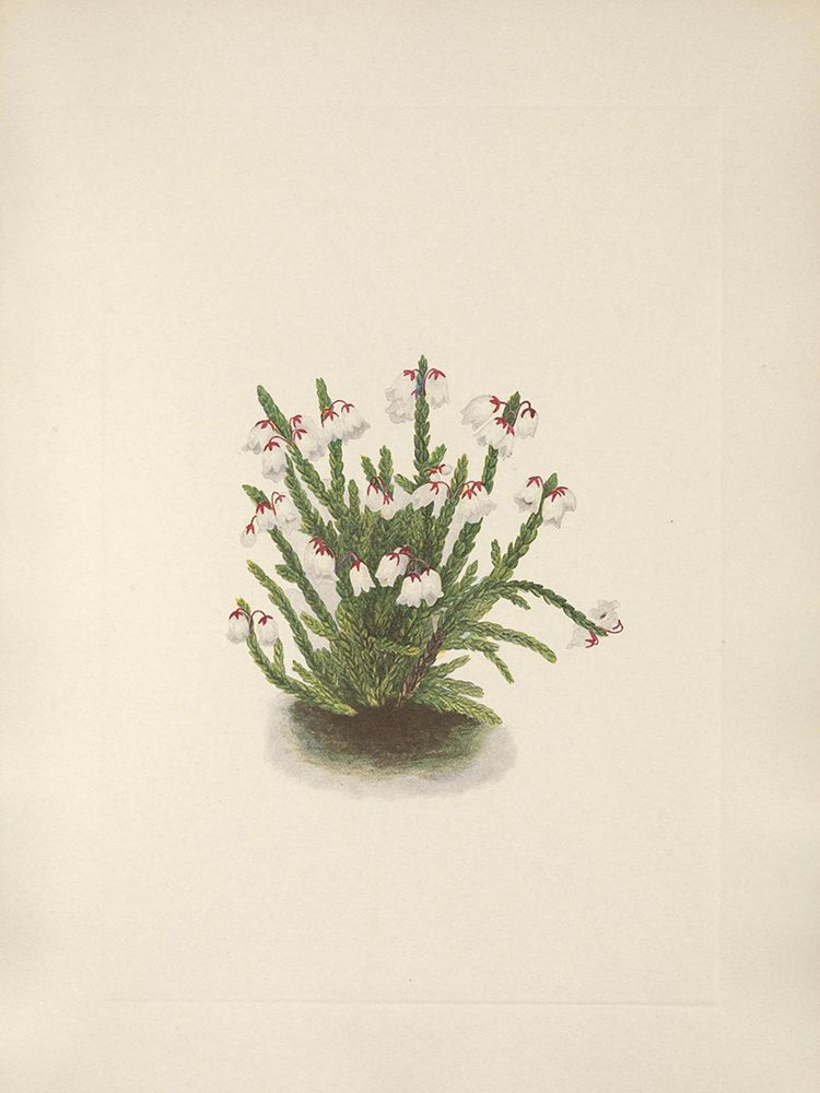 North American Wild Flowers 1925 - Rocky Mountain Cassiope art print by Mary Walcott for $57.95 CAD