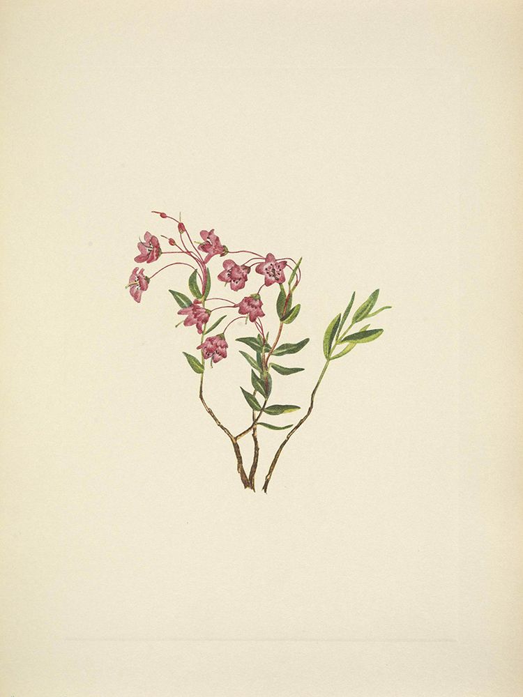 North American Wild Flowers 1925 - Rocky Mountain Kalmia art print by Mary Walcott for $57.95 CAD