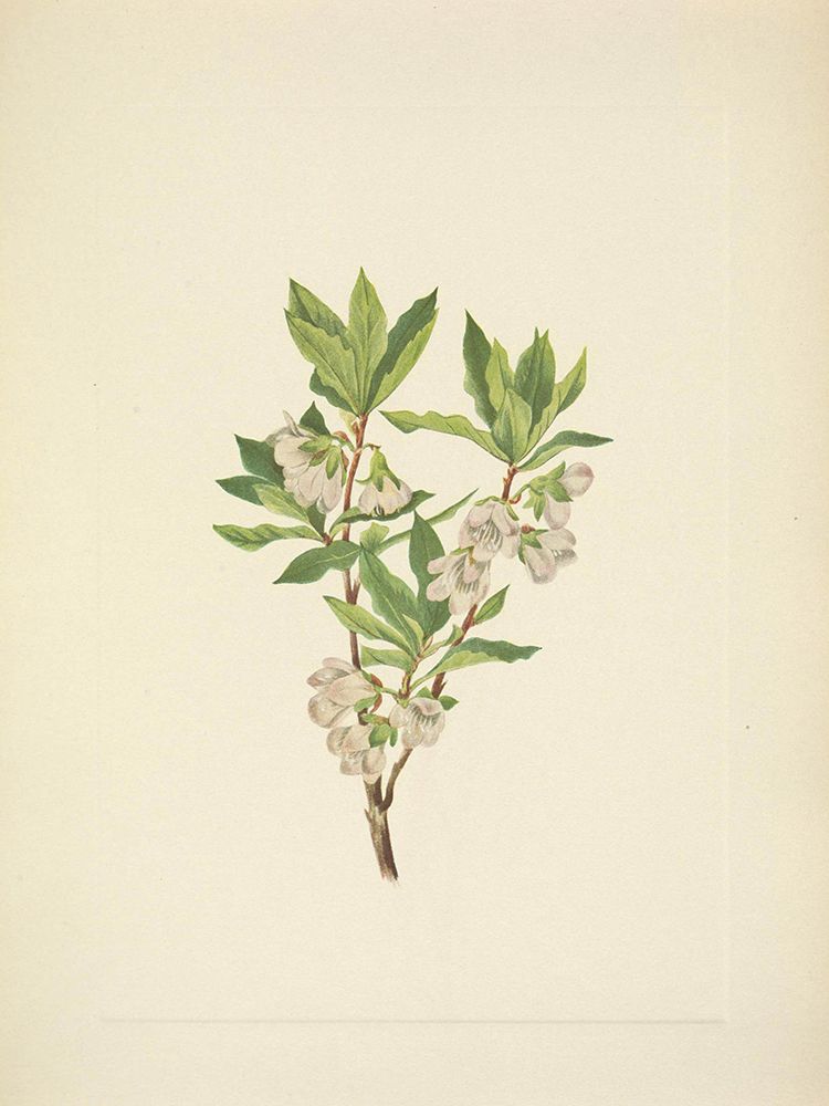 North American Wild Flowers 1925 - Rocky Mountain Rhododendron art print by Mary Walcott for $57.95 CAD