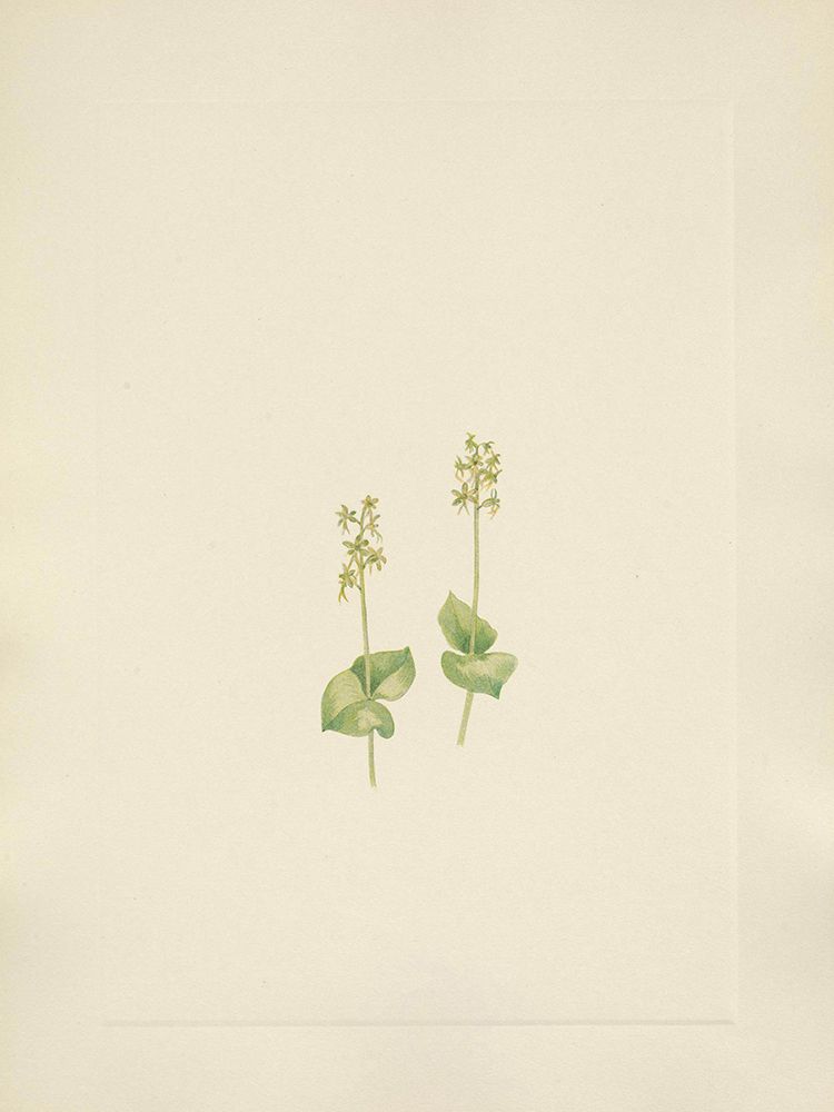 North American Wild Flowers 1925 - Rocky Mountain Twayblade art print by Mary Walcott for $57.95 CAD