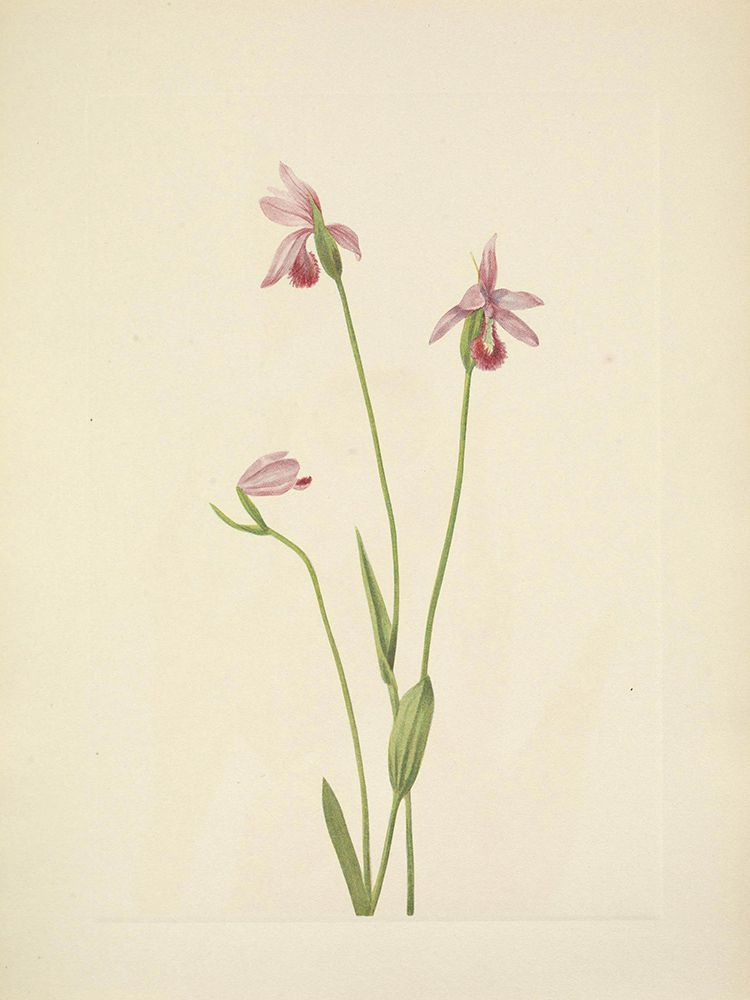 North American Wild Flowers 1925 - Rosa Pogonia art print by Mary Walcott for $57.95 CAD