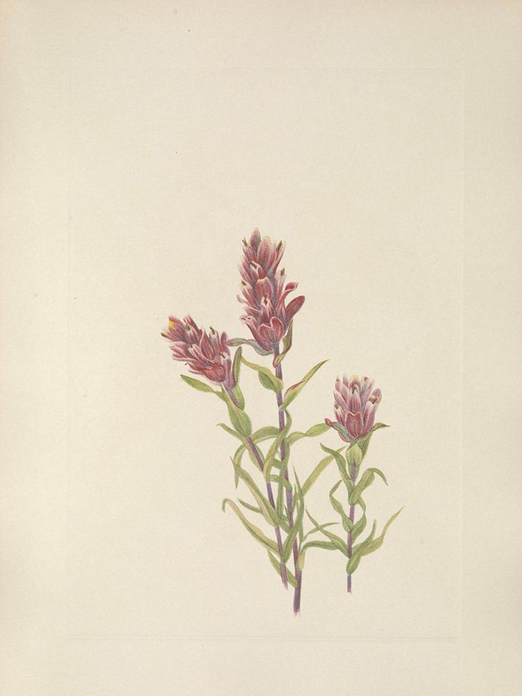 North American Wild Flowers 1925 - Rose Paintbrush art print by Mary Walcott for $57.95 CAD