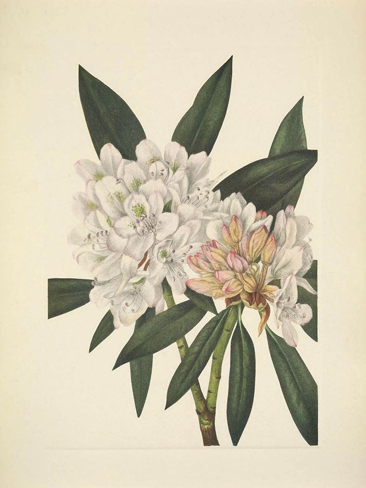 North American Wild Flowers 1925 - Rosebay Rhododendron art print by Mary Walcott for $57.95 CAD