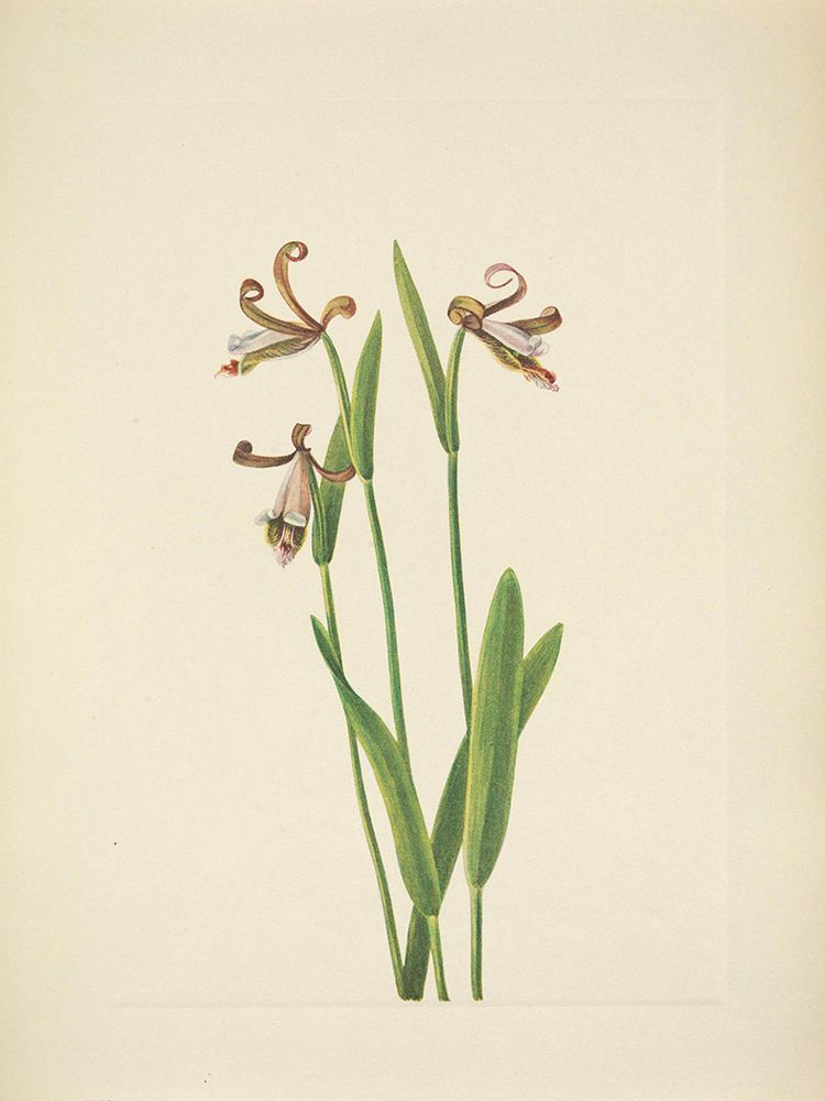 North American Wild Flowers 1925 - Rosebud Orchid art print by Mary Walcott for $57.95 CAD