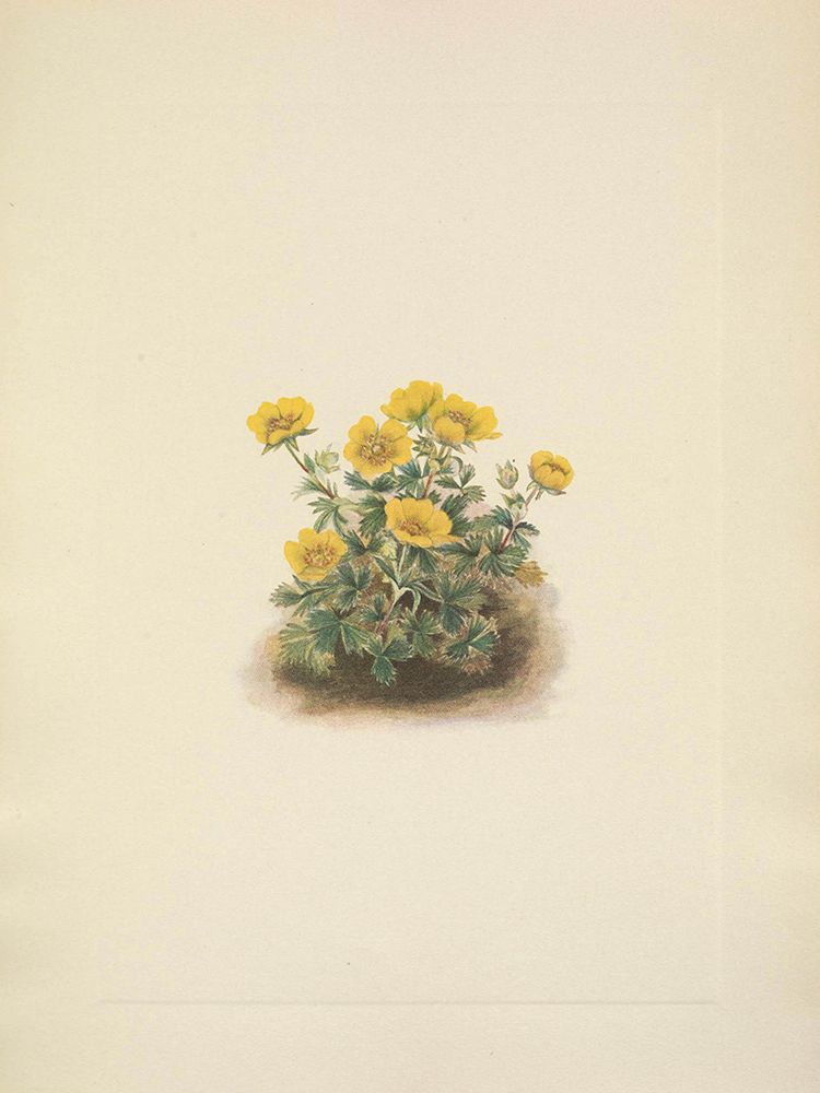 North American Wild Flowers 1925 - Rosette Cinquefoil art print by Mary Walcott for $57.95 CAD