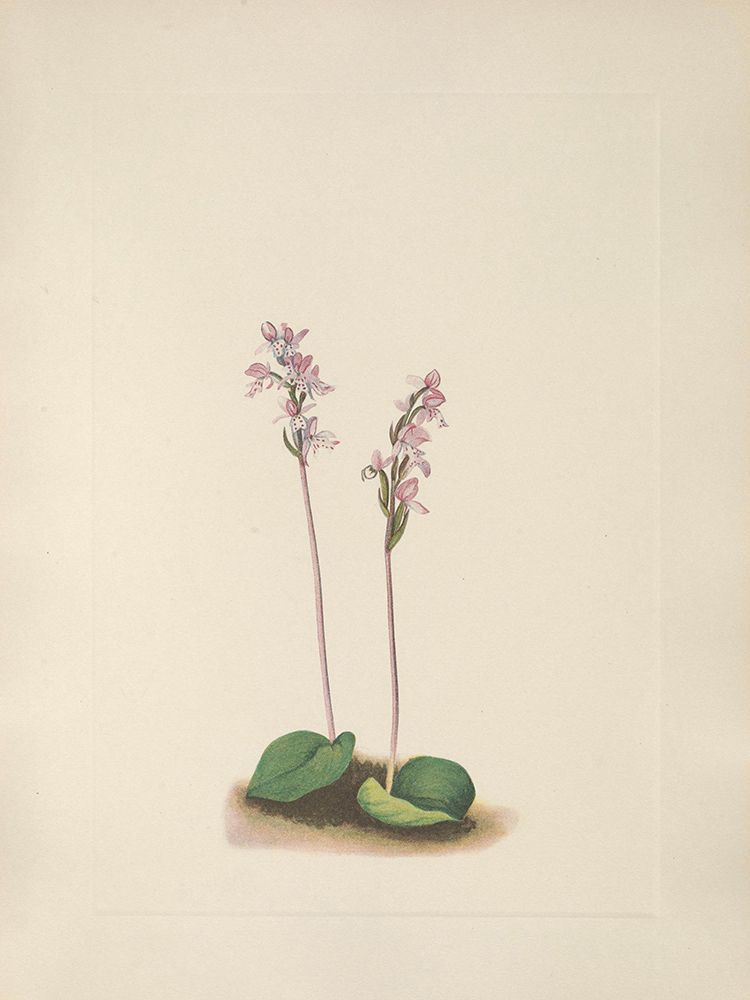 North American Wild Flowers 1925 - Roundleaf Orchis art print by Mary Walcott for $57.95 CAD
