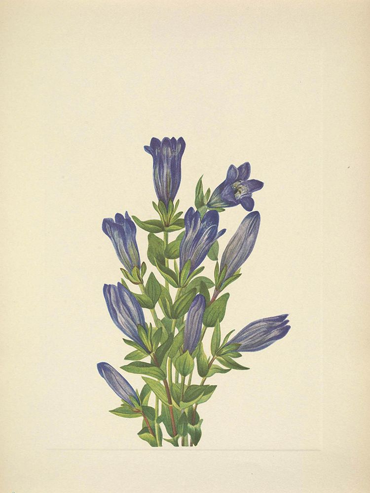 North American Wild Flowers 1925 - Ruff Gentian art print by Mary Walcott for $57.95 CAD