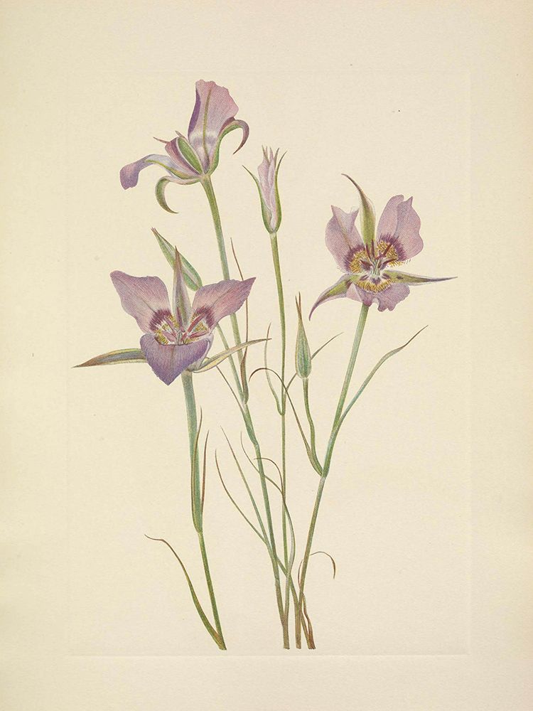 North American Wild Flowers 1925 - Sagebrush Mariposa art print by Mary Walcott for $57.95 CAD