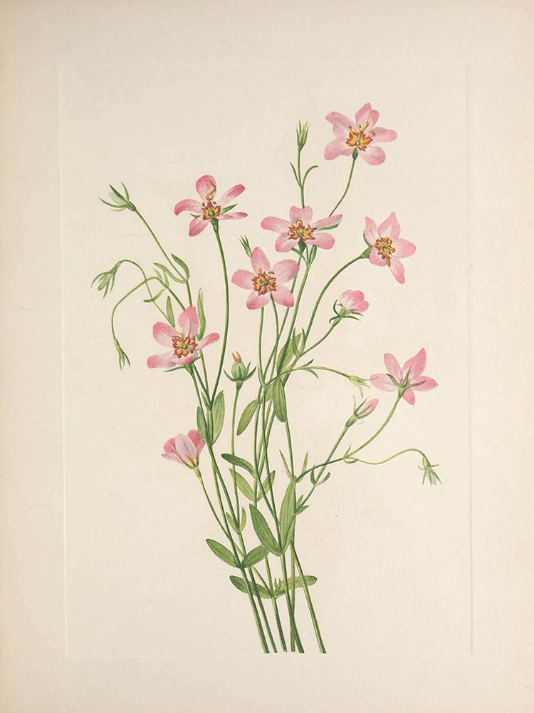 North American Wild Flowers 1925 - Saltmarsh Rosegentian art print by Mary Walcott for $57.95 CAD