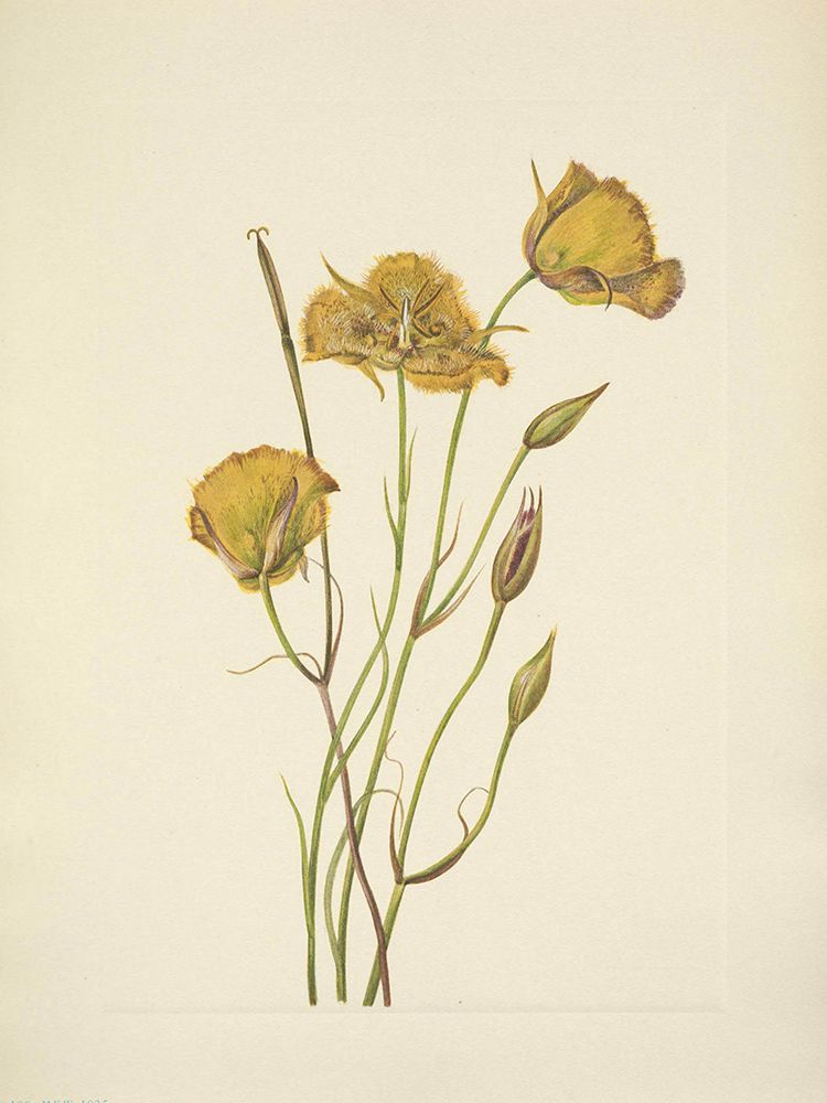 North American Wild Flowers 1925 - San Diego Mariposa art print by Mary Walcott for $57.95 CAD
