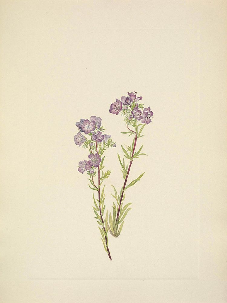 North American Wild Flowers 1925 - Sand Phacelia art print by Mary Walcott for $57.95 CAD