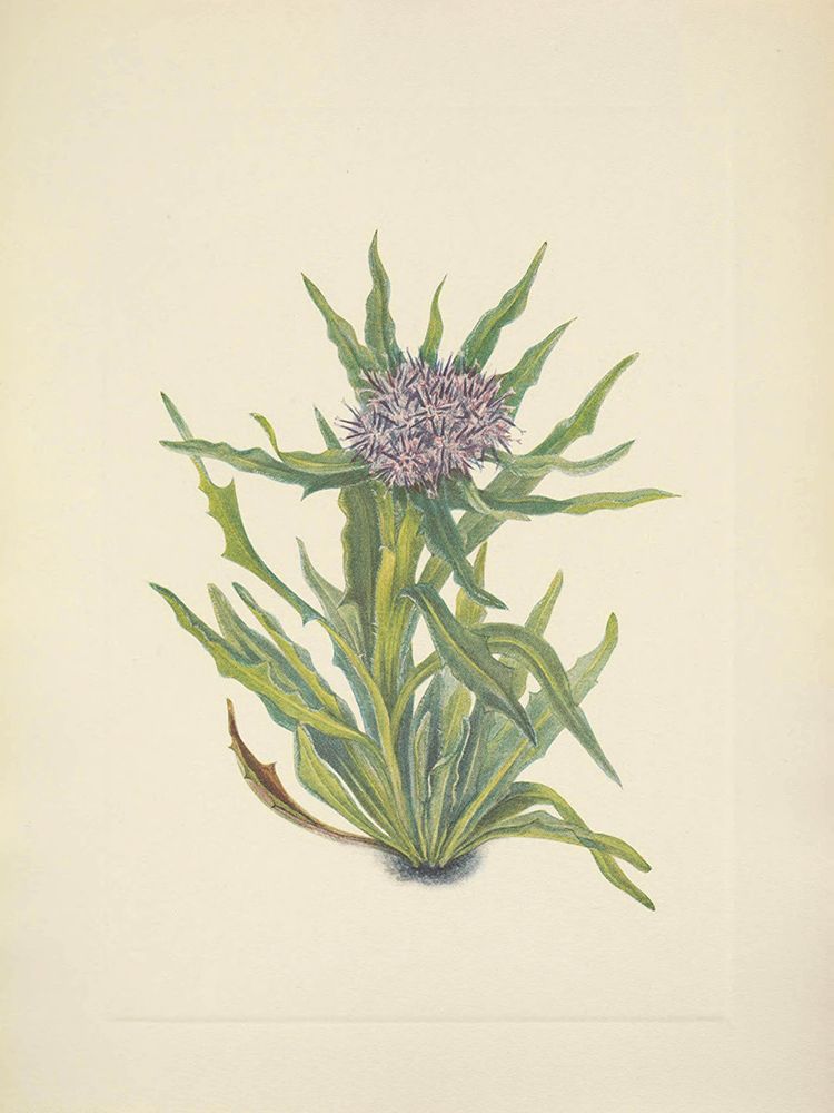 North American Wild Flowers 1925 - Saussurea art print by Mary Walcott for $57.95 CAD