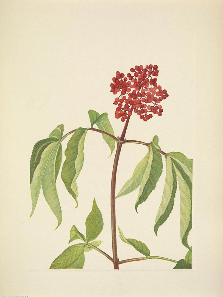 North American Wild Flowers 1925 - Scarlet Elder art print by Mary Walcott for $57.95 CAD