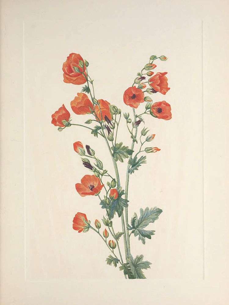 North American Wild Flowers 1925 - Scarlet Globe-mallow art print by Mary Walcott for $57.95 CAD