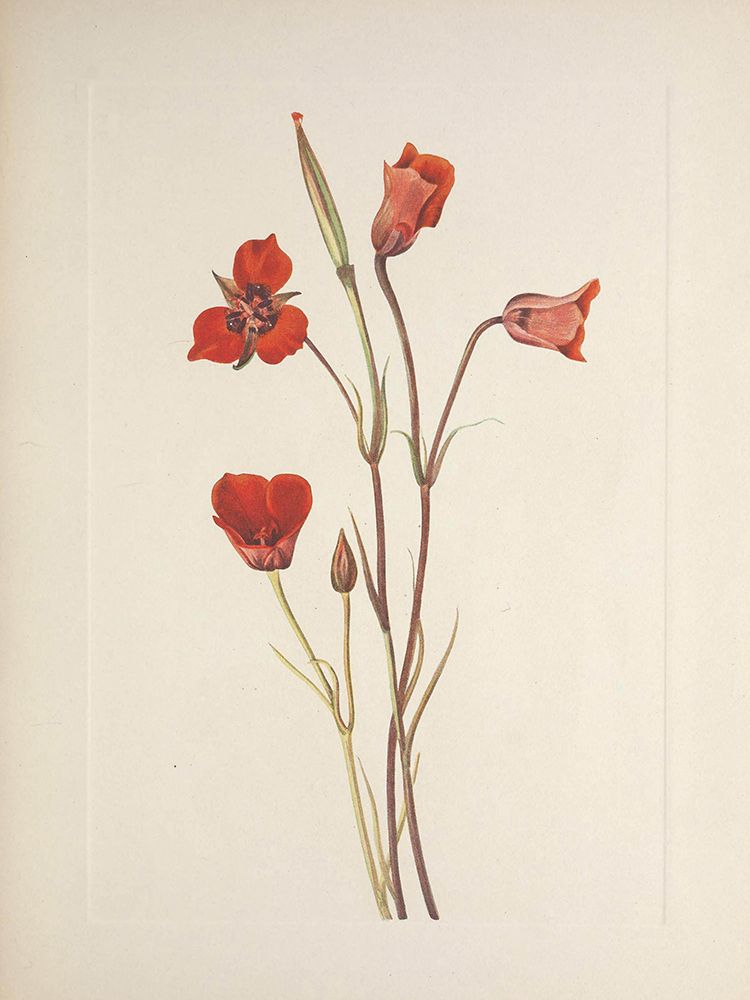 North American Wild Flowers 1925 - Scarlet Mariposa art print by Mary Walcott for $57.95 CAD