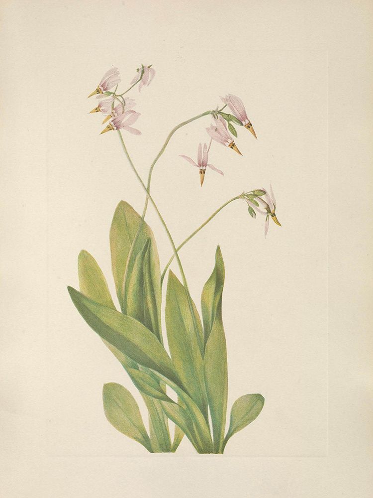 North American Wild Flowers 1925 - Shootingstar art print by Mary Walcott for $57.95 CAD