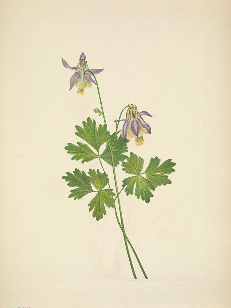 North American Wild Flowers 1925 - Shortspur Columbine art print by Mary Walcott for $57.95 CAD